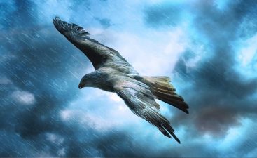 adler-589599_960_720